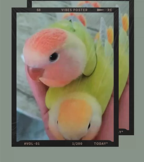 牡丹鹦鹉 名称：红头奥闪来源：家庭精养大小...