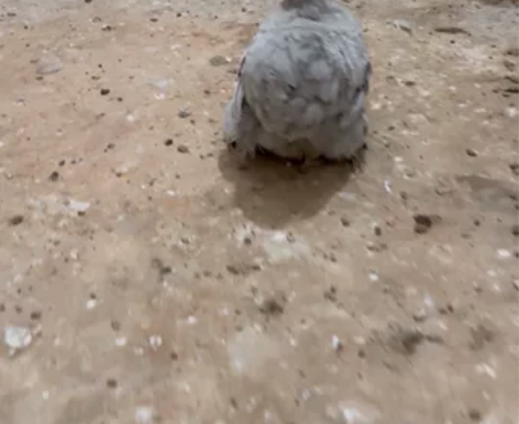 薰衣草科钦球，自家繁殖多，一个月60，两个...