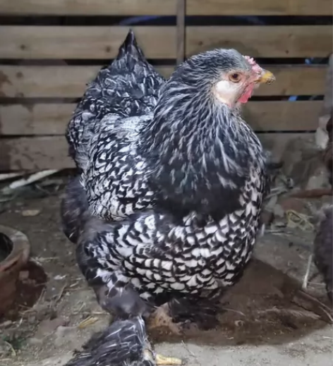 孵化种蛋盲盒25枚，别问品种，问就是没有品...