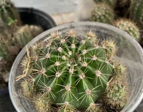 仙人球4个送咖啡渣有机肥净化空气防辐射盆栽...