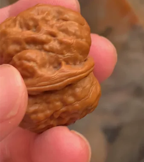 边35肚38高27蛤蟆头肌肉蛙，成熟度好，...