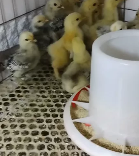 波兰，科钦球脱温苗，自提40一只不讲价。发...