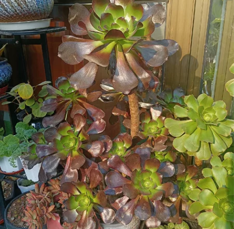 乌毒法师75公分(连盆高) 君美丽法师70...