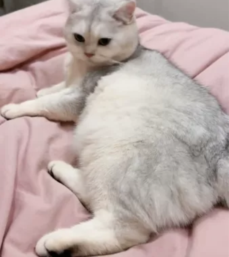 银渐层弟弟 一岁多 已绝育 疫苗驱虫都做了...