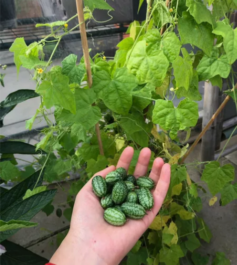 拇指西瓜种子营养脆甜多汁迷你小西瓜四季阳台...