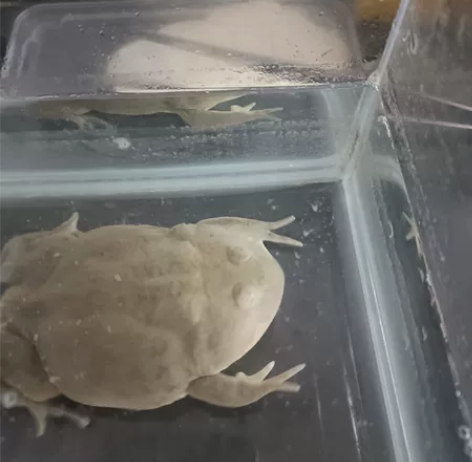 小丑蛙5~6cm公母未分玩家饲养，百分百开...