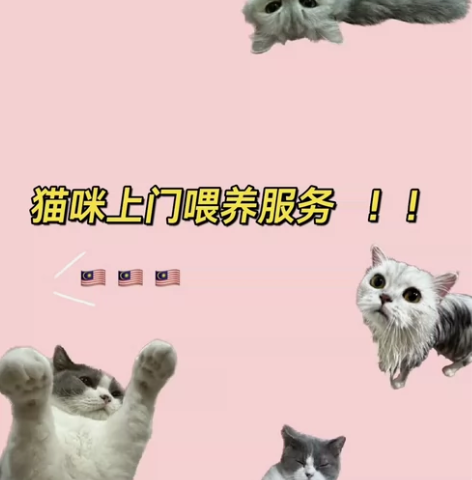 长期接上门喂养猫咪 西湖区，东湖区  我在...