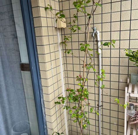 出金心橙白高飘一颗，高度平量不拉高1.6左...