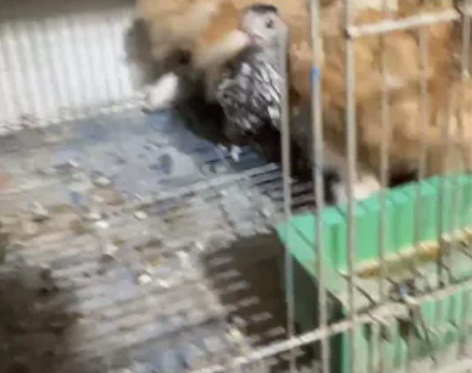 黑白波兰鸡苗 青年 金科欣球 鸡苗 青年 ...