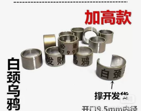 白颈  渡鸦  红嘴脚环 用心制作，保证质...