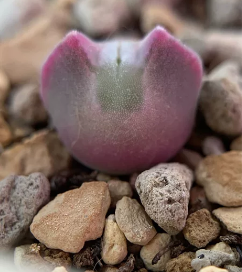 青蛙种源大眼空蝉优选 一年半 尺寸1.2 ...