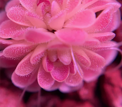 自养多品种捕虫堇，像多肉的食虫植物，可入雨...