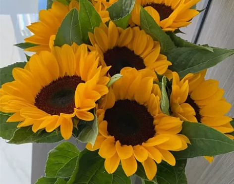 云南鲜花向日葵花束基地直发真花插花小葵花客...