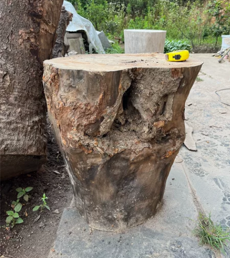 香樟树木墩，议价交易 自然与工艺的完美融合...