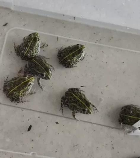 非洲牛蛙，极品非牛小苗 3cm，已定养可接食喂互动性好非牛到...