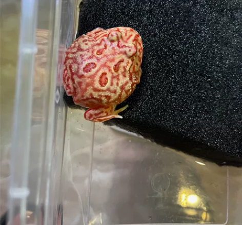 精品火龙角蛙4厘米左右，48一只，3图可挑...