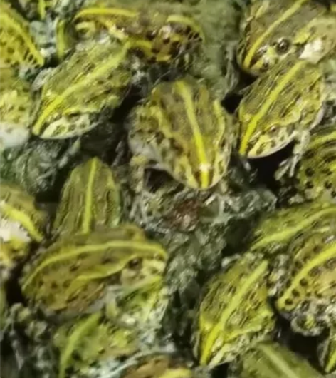 非洲牛蛙活体宠物青蛙角蛙非牛蛙苗 接批接零...