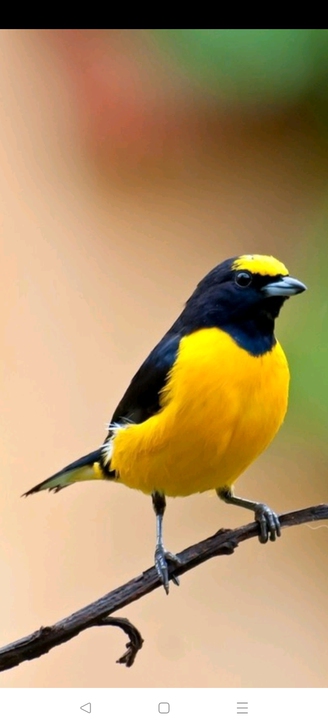 求购一辆自行车，不要太旧了。可以自提，可以...