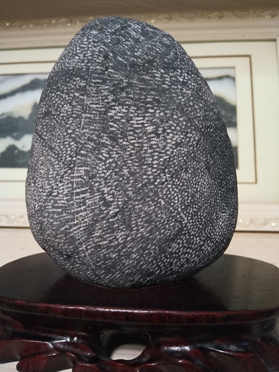 《珊瑚化石》天然原石，无修饰打磨。石形完整...