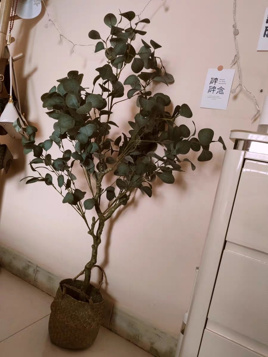 1.2米客厅专用，送花篮