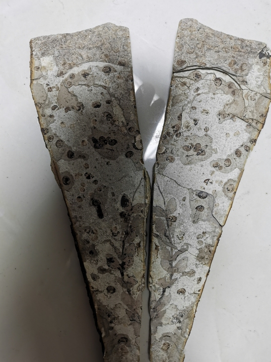 植物化石，七八公分，清晰度高