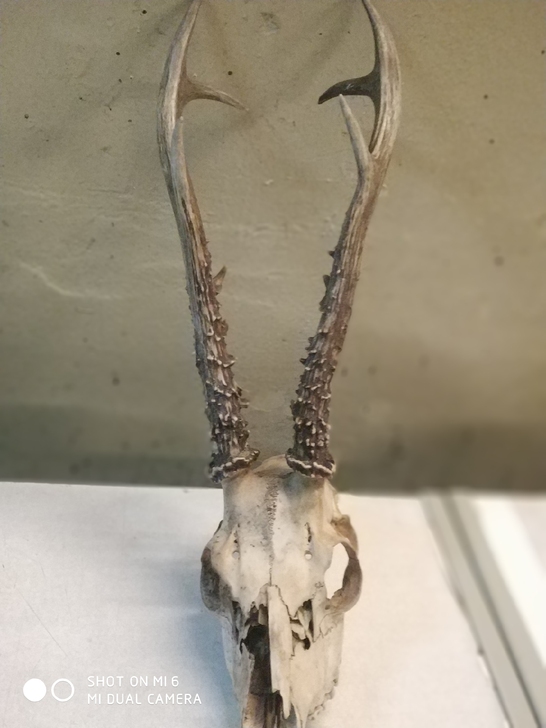 鹿角装饰，角长，三界清晰
