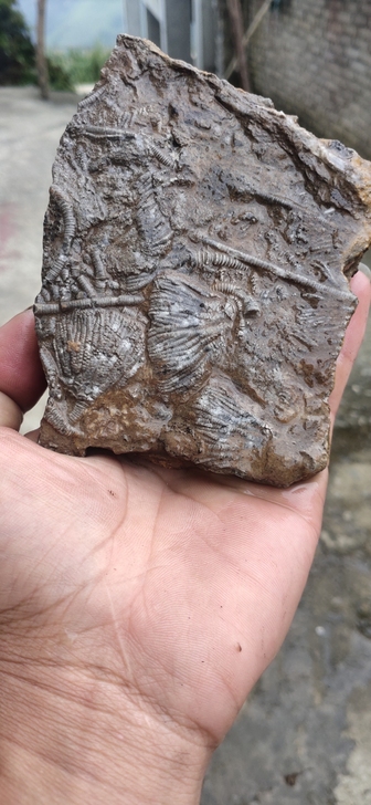 海百合古生物化石标本