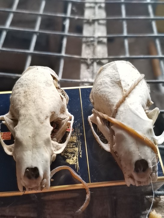 自家养殖。次品水貂头骨。清理干净了。原色未...