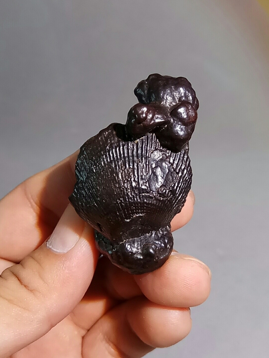 埃及沙漠黑金刚天然奇石戈壁石古生物化石贝壳...