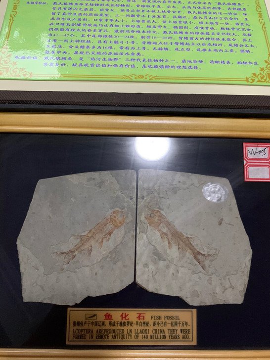 辽西狼鳍鱼化石,精品对开,相框装裱,非诚勿扰