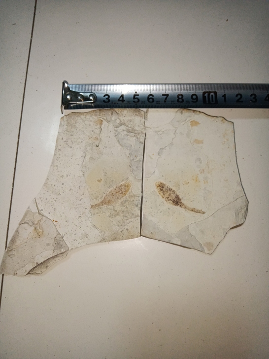 对板植物果实化石无描化适合收藏馈赠朋友尺寸...