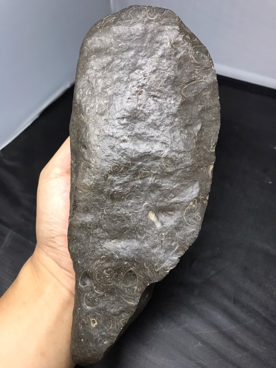 水草化石 1364克，21##amp；mi...