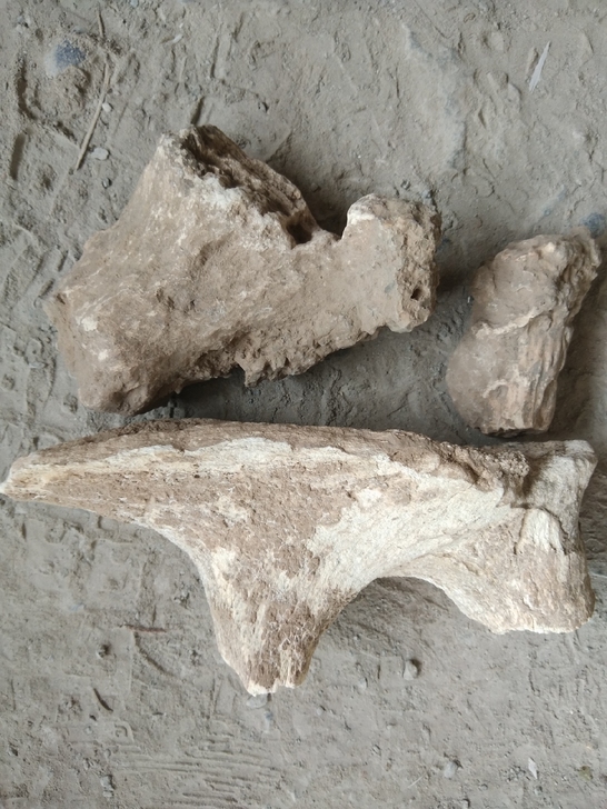 甘南藏族一线收的骨头化石，本人不太懂，自己...