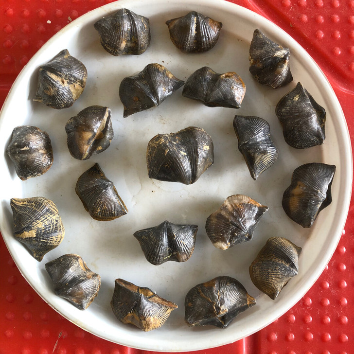 亿万年的古生物石燕化石，有兴趣的来