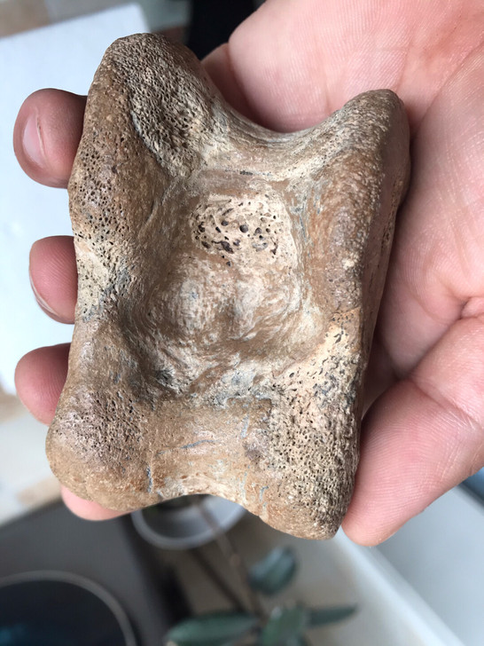 远古化石标本.更新世晚期关节古化石标本