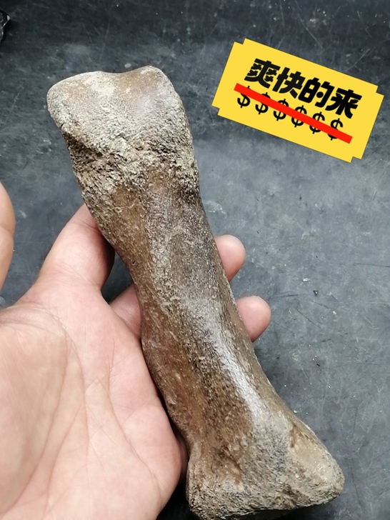 奇石～（老骨头化石）  自己捡的老骨头化石...