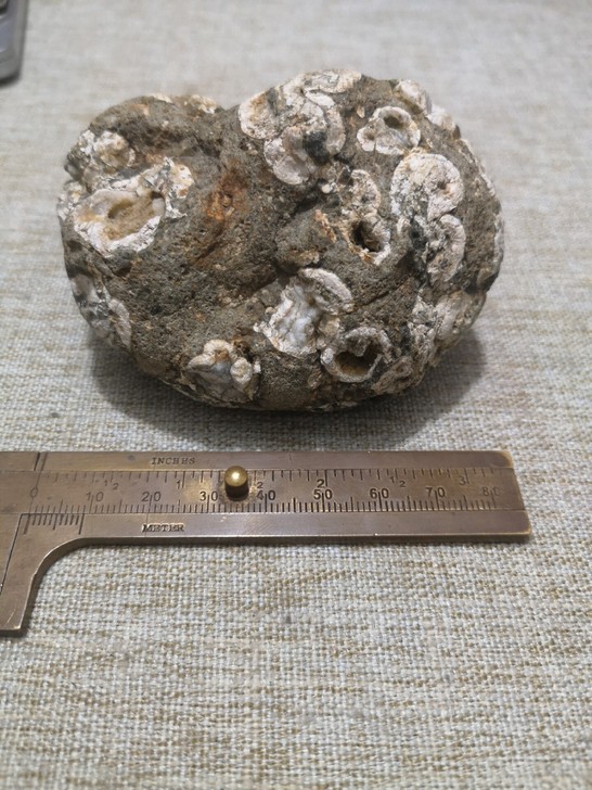 回流化石标本矿石标本