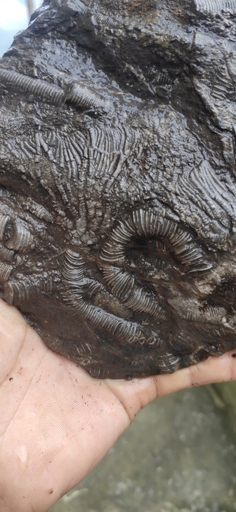 海百合古生物化石标本