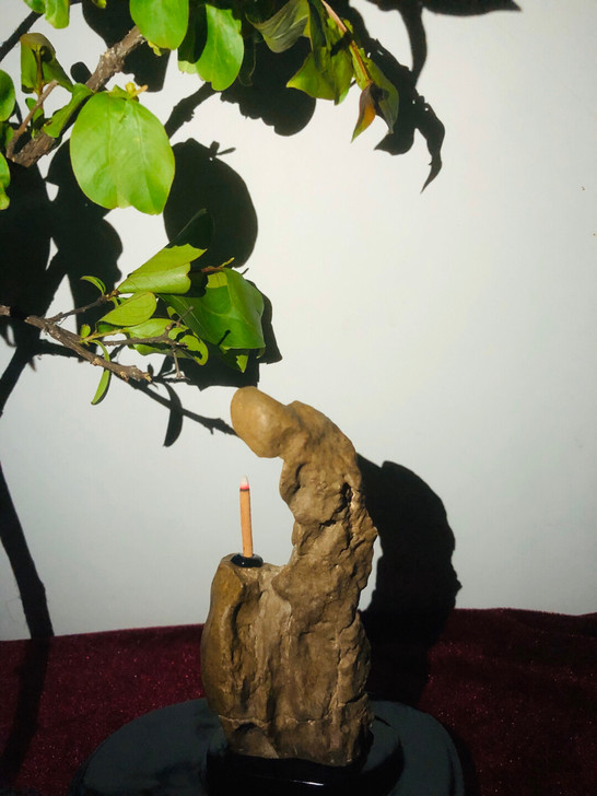 硅化木     佛渡有缘人