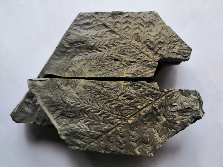 蕨类植物 植物化石