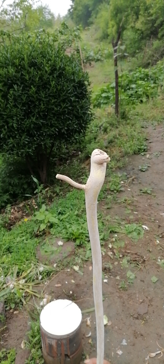 鬼见愁木手杖辟邪镇宅老人用非常好