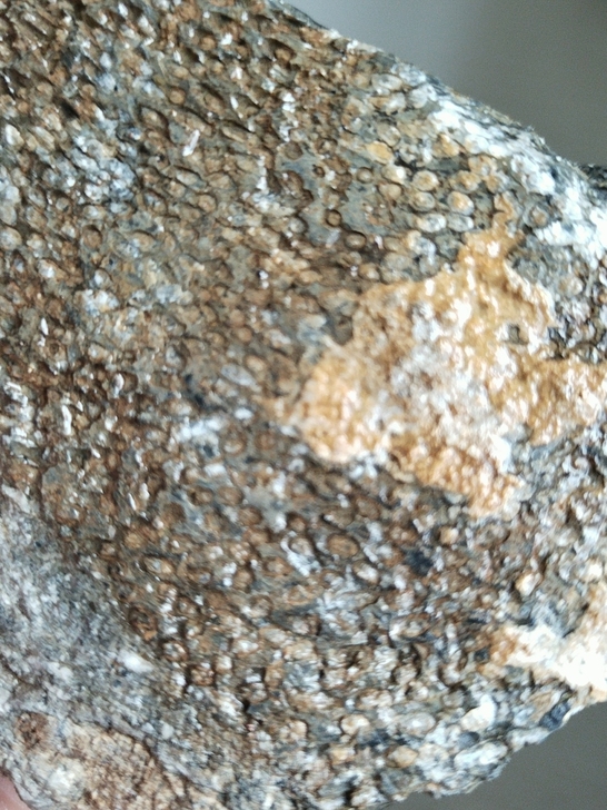 奇石～(化石）~自己山上捡的，可以做个标本...