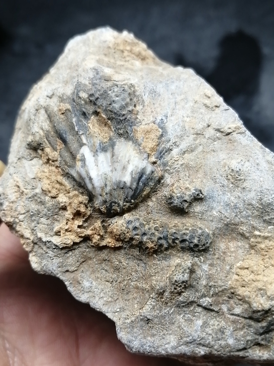 奇石~(贝壳化石)自己捡的,可以做个标本,...