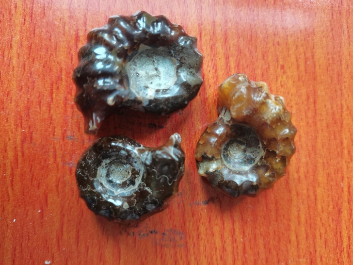 菊石化石特价包邮转让!实物大小尺寸如图,亿...