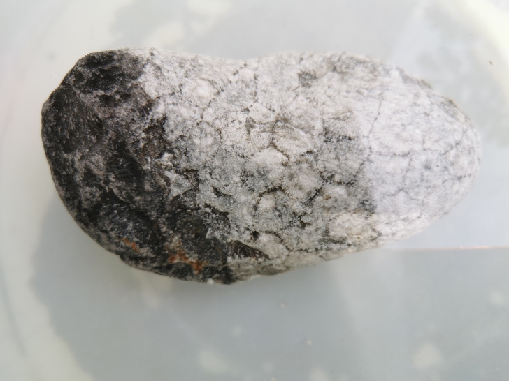 化石 古生物化石珊瑚 六方珊瑚原石，河床卵...