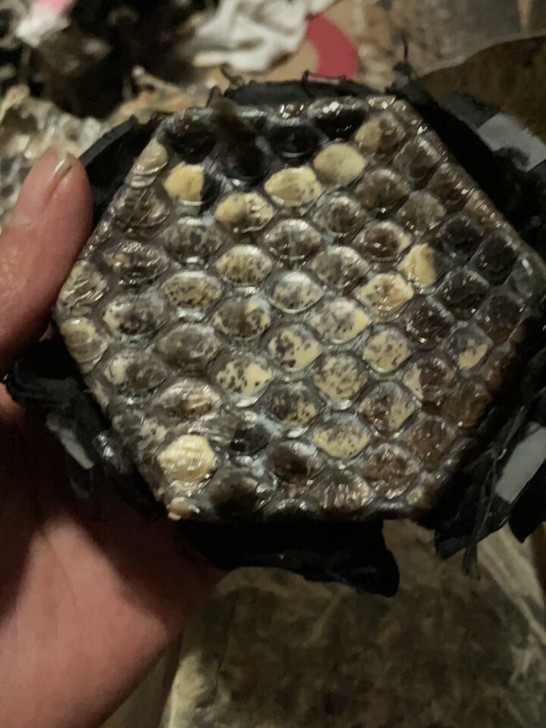 二胡蒙皮纯手工蒙皮，大鳞片专业演奏级用不到...