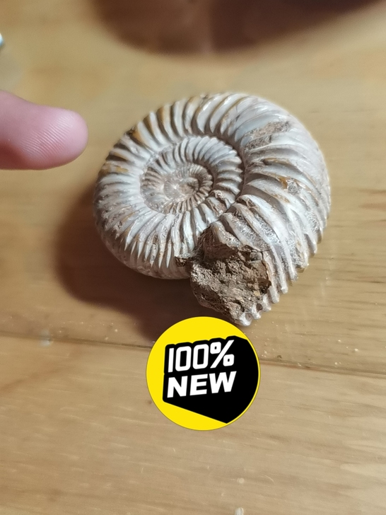 菊石化石,便宜走了,标及卖