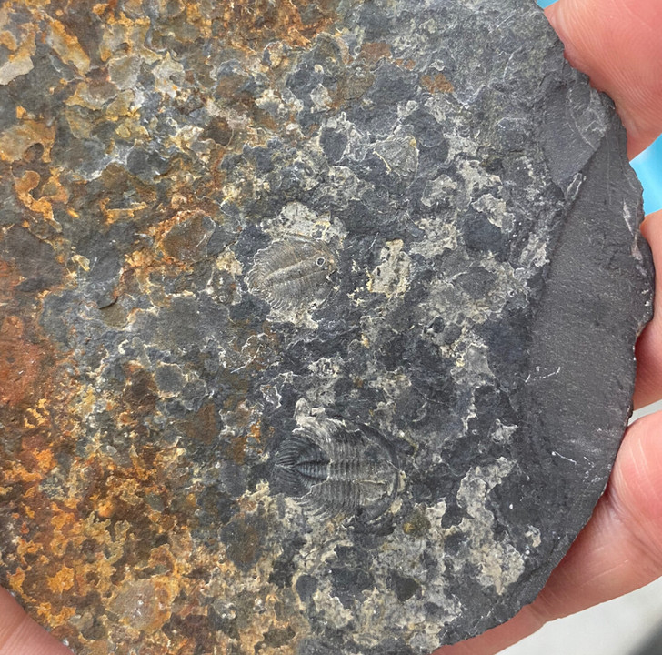 张氏三叶虫化石古生物化石标本科普摆件。2只...