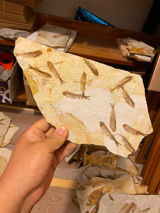 狼鳍鱼化石植物化石群鱼化石科普标本礼品