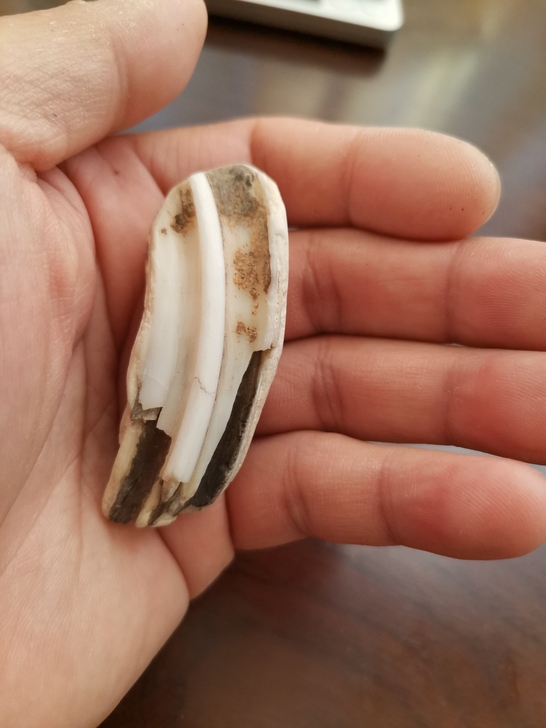 河道自捡古生物化石，品相如图。